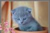 Продаю котят скоттиш фолд превью 1577332 Продаю котят скоттиш фолд превью 1577332.