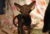 Ориентальные и сиамские котята превью 1577777 Ориентальные и сиамские котята превью 1577777.