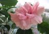Гибискус  розовый превью 1577833 Гибискус  розовый превью 1577833.