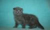 Помет Ангел небесный,шотландский вислоухий котенок превью 1578014 Помет Ангел небесный,шотландский вислоухий котенок превью 1578014.