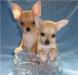 Щенки  г/ш  чихуахуа превью 1578489.