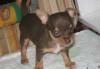 Щенок чихуа-хуа девочка , шоколадка недорого превью 1578976.