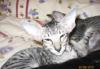 Превью Котики и кошечки ориентальные Москва - 1