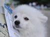Шпиц белоснежный - шоу класса превью 1579166.