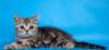 Шотландские фолд и страйт котята превью 1579715 Шотландские фолд и страйт котята превью 1579715.