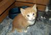 Милые котята ждут своих хозяев превью 1579967 Милые котята ждут своих хозяев превью 1579967.