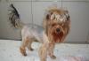 Стрижка йоркширского терьера превью 1579987.