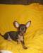 Превью Щенки-оленята той терьера г/ш, к/п Москва - 2