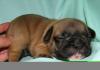 Французский бульдог превью 1581478.