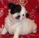 Чихуа красивые щеночки (от 10 т.р,родословная РКФ) превью 1581647.
