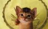 Превью Абиссинские котята дикого и голубого Москва - 1