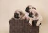 Мопса отличные щенки превью 1582133.