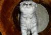 Котик шотландский вислоухий плюшка- вискас превью 1583062.