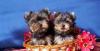 Щенки йоркширского терьера превью 1583186.
