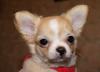 Малышка чихуахуа превью 1583750.