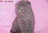 Вислоухая шотландская кошечка превью 1583897 Вислоухая шотландская кошечка превью 1583897.