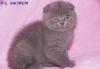 Превью Вислоухая шотландская кошечка Королев - 1