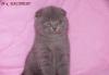 Превью Вислоухая шотландская кошечка Королев - 2