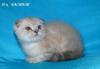 Превью Вислоухий шотландский котик, окрас линкс-пойнт Королев - 3