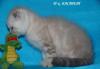 Превью Вислоухий шотландский котик, окрас линкс-пойнт Королев - 4