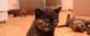 Превью Британские  шоколадные кошечки Москва - 1