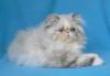 Персияночка голубоглазка превью 1584067 Персияночка голубоглазка превью 1584067.