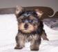 Йорки щенок ищет превью 1584158.