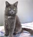 Голубая пушистая кошка ищет дом превью 1584270 Голубая пушистая кошка ищет дом превью 1584270.