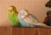 Волнистые попугаи превью 1584278 Волнистые попугаи превью 1584278.