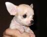Чихуа-хуа щенки за 20 000 руб превью 1580555.