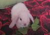 Превью Декоративные крольчата Москва - 3