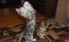Превью Красивые плюшевые шубки, кошечки Москва - 2