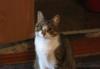 Отдам кота в хорошие руки превью 1580658 Отдам кота в хорошие руки превью 1580658.