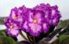 Фиалки сортовые глоксинии превью 1580677 Фиалки сортовые глоксинии превью 1580677.