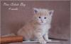 Превью Котята мейн кун, нежный гигант Москва - 1