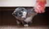 Превью Красавец  Кот.  привит  и  кастрирован Санкт-Петербург - 4