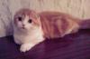 Котик хайленд-фолд превью 1588945 Котик хайленд-фолд превью 1588945.