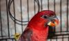 Блестящий лори кардинал превью 1580916 Блестящий лори кардинал превью 1580916.