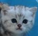 Превью Британский котёнок мрамор на серебре, зелёные глаз Санкт-Петербург - 2