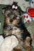 Превью Йоркширочка Москва - 2