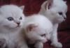 Превью Британские котята Воронеж - 1