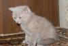 Превью Котята британской короткошерстной Санкт-Петербург - 1