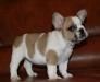 Французский бульдог-белопалевая девочка превью 1595723 Французский бульдог-белопалевая девочка превью 1595723.