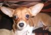 Чихуахуа превью 1595980 Чихуахуа превью 1595980.