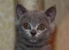Превью Вязка и котята Шикарный вислоухий кот приглашает Москва - 4