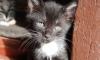 Превью Очаровательные крошки-котята в добрые руки Санкт-Петербург - 2