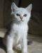 Превью Котята окрас шиншилла, шоу класса Москва - 3