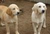 Золотистый ретривер щенки разных оттенков превью 1598554 Золотистый ретривер щенки разных оттенков превью 1598554.