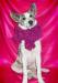 Превью Метис лайки Мармеладка в добрые руки Москва - 1