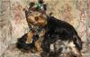 Щенки йоркширского терьера превью 1598744 Щенки йоркширского терьера превью 1598744.